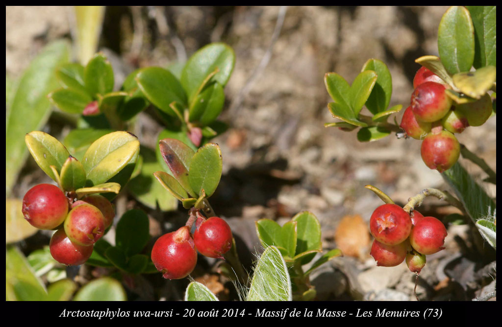Arctostaphylos uva-ursi